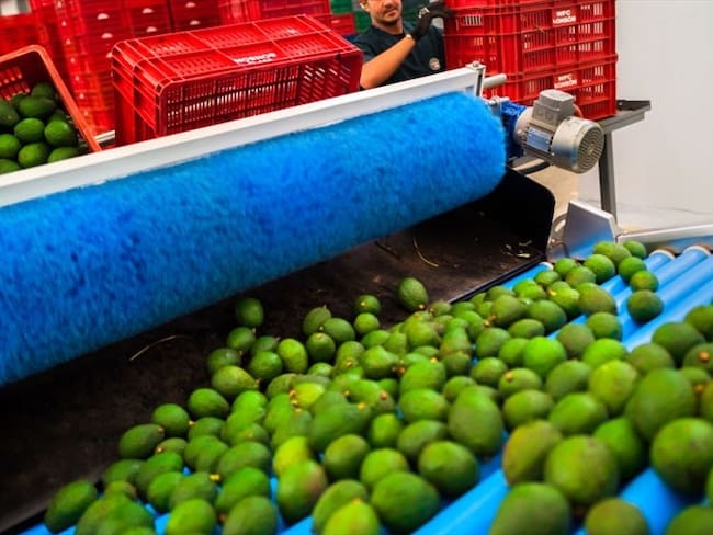 Corea del Sur recibió el primer cargamento de aguacate hass enviado desde Colombia. Foto: Colprensa