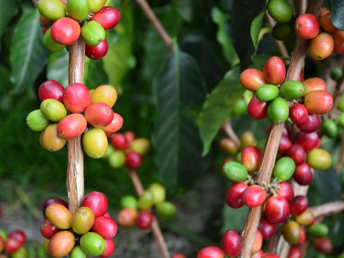 La cosecha cafetera del segundo semestre no cumplió con las expectativas: Comité de Caldas