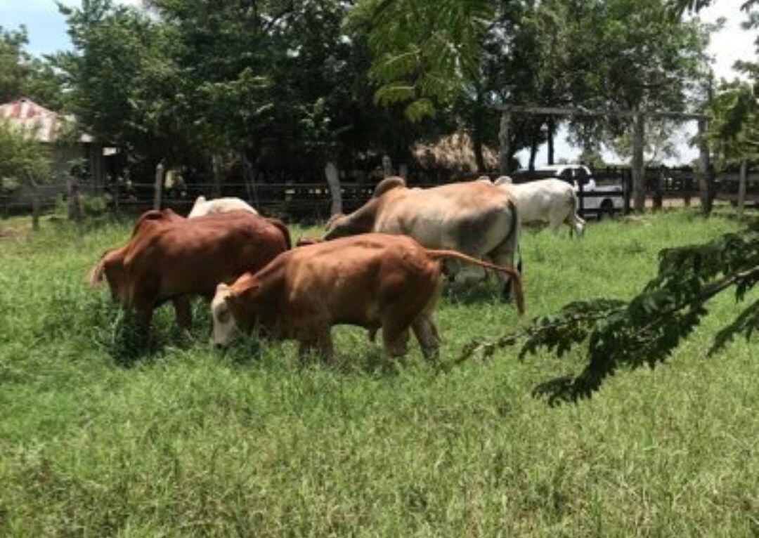 El caso de robo de vacas en Mahates esta semana es el segundo en menos de un mes. Crédito: Cortesía.