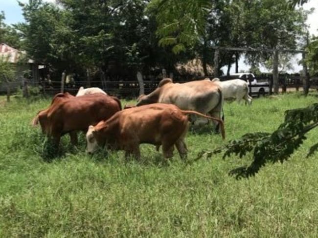 El caso de robo de vacas en Mahates esta semana es el segundo en menos de un mes. Crédito: Cortesía.