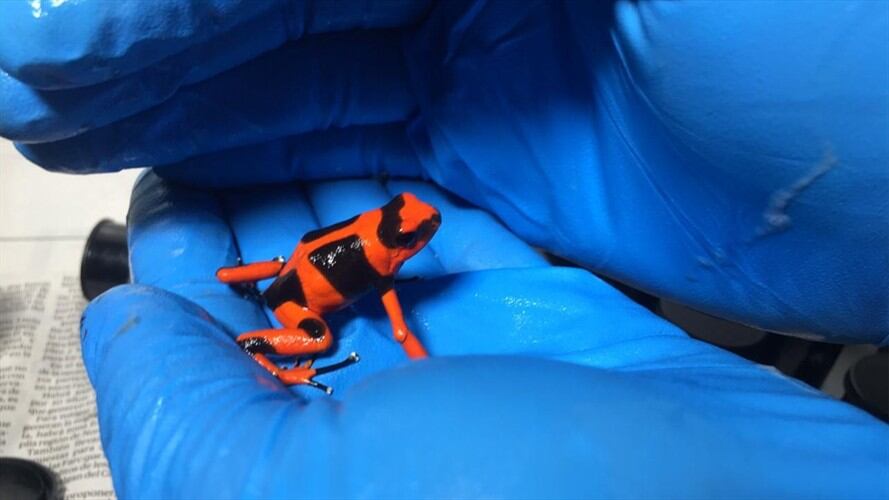 Los anfibios estaban camuflados en empaques de rollos fotográficos y su valor en el mercado ilegal supera los 400.000 dólares.. Foto: Secretaría de Ambiente de Bogotá