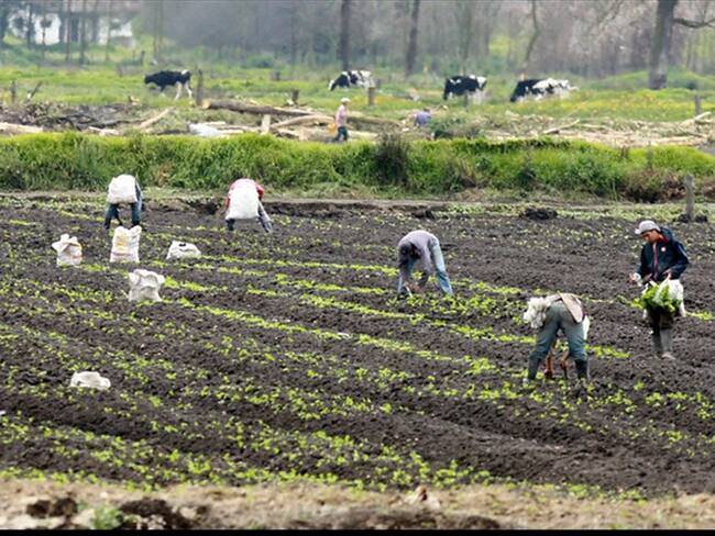 Agricultores del país sienten que sus producciones están en peligro. Foto: Colprensa