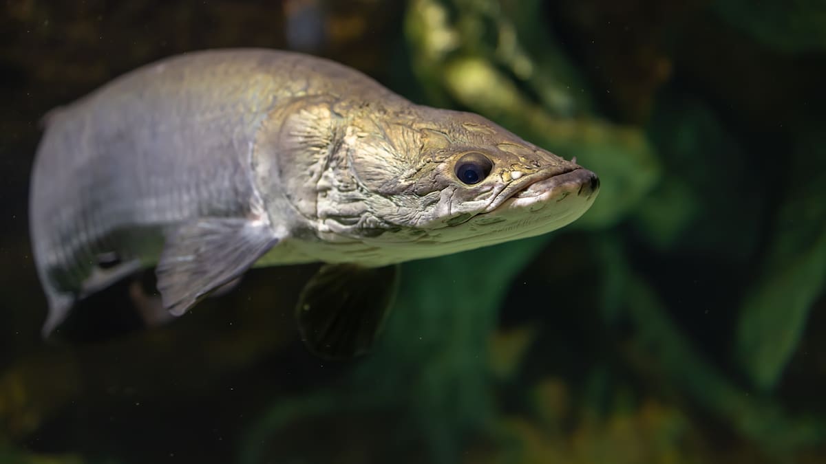 La pesca ilegal ha devastado la población de pirarucú en el Amazonas, según NY Times