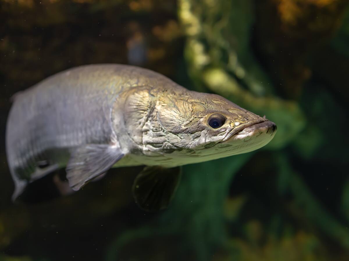 La pesca ilegal ha devastado la población de pirarucú en el Amazonas, según NY Times