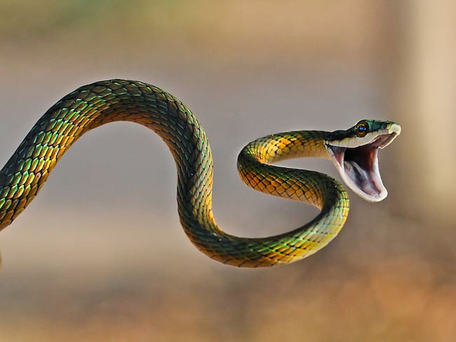 Serpiente loro de colores brillantes atacando a una presa (Foto vía GettyImages)