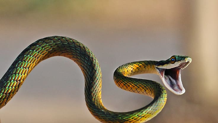 Serpiente loro de colores brillantes atacando a una presa (Foto vía GettyImages)