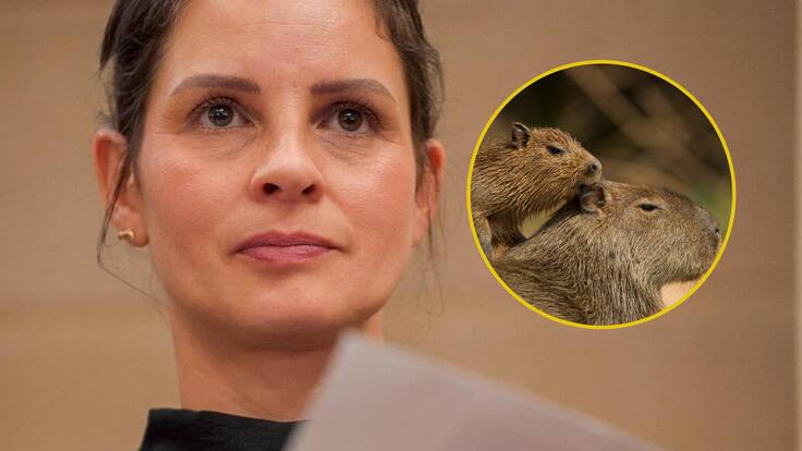 “La caza comercial reviste muchos riesgos”: senadora Andrea Padilla sobre la caza de chigüiros.