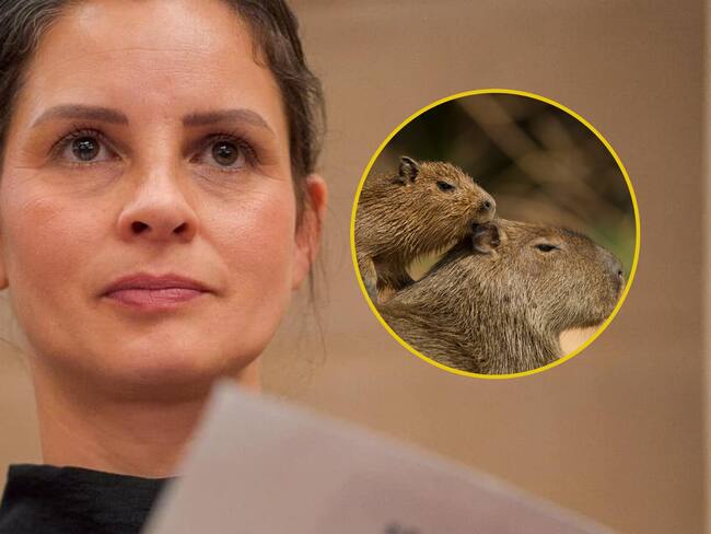 “La caza comercial reviste muchos riesgos”: senadora Andrea Padilla sobre la caza de chigüiros.