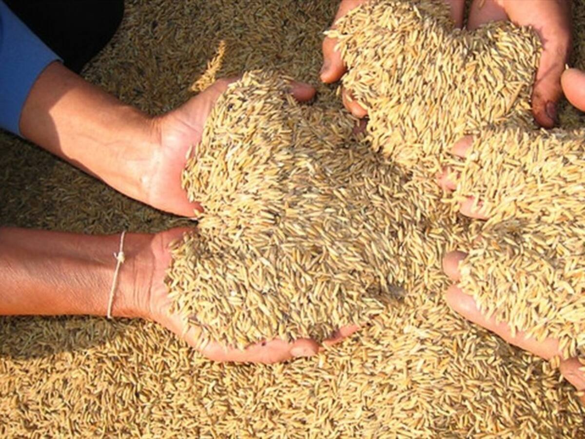 Gobierno y arroceros llegaron a acuerdos sobre el precio del cereal para el país