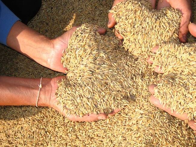 Arroz colombiano. Foto: Colprensa