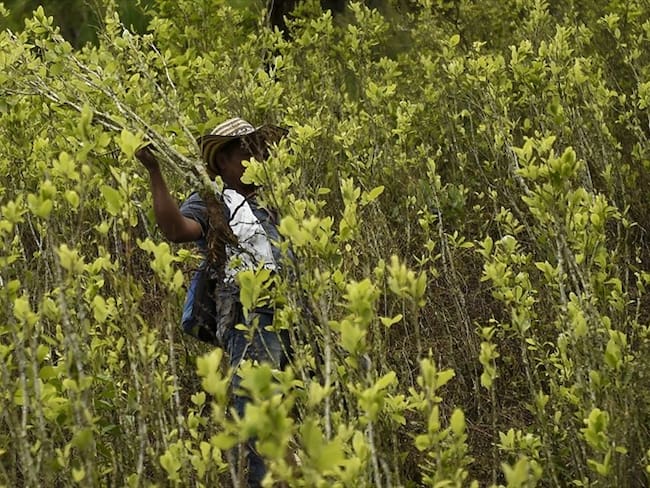 Cultivadores de coca en el Catatumbo esperan que proyecto no tenga “micos” que los perjudiquen. Foto: Getty Images