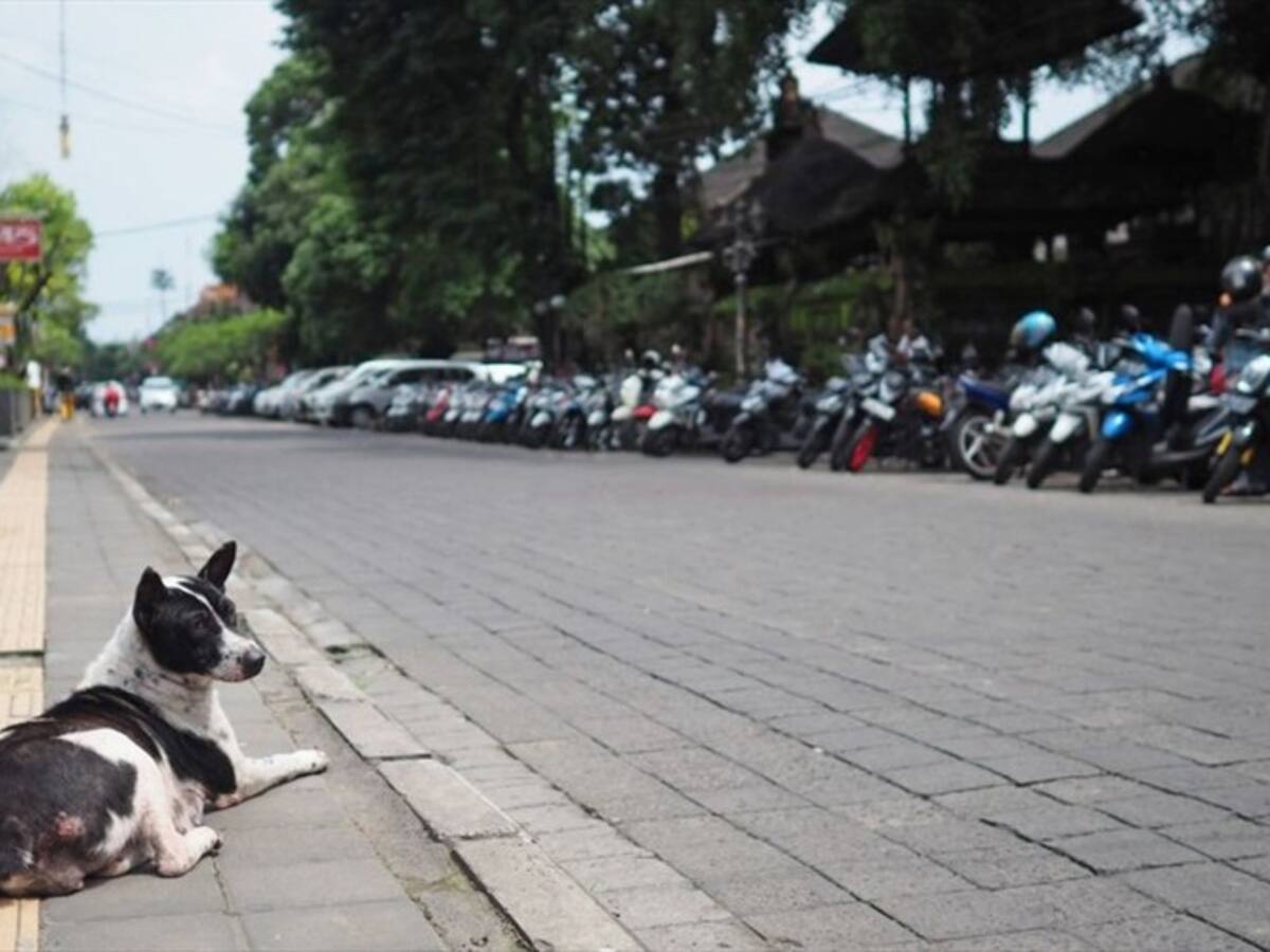 ¿Estaría dispuesto a adoptar un animal de la calle en esta navidad?