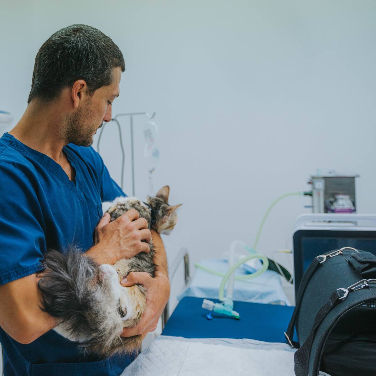 Corte Constitucional prohíbe que veterinarios estén obligados a invocar a Dios en su juramento