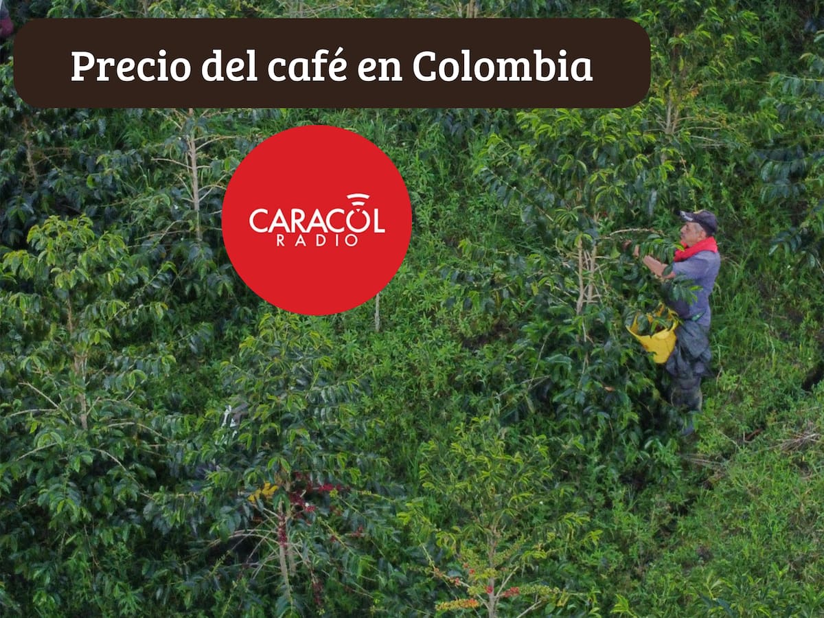 Precio del café HOY 4 de marzo en Colombia según la Federación Nacional de Cafeteros