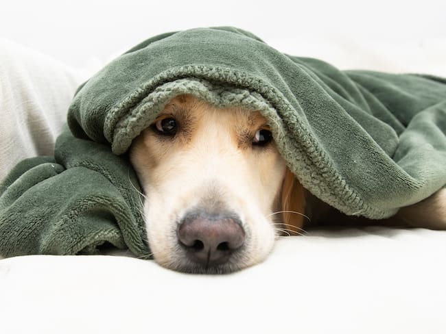 Perro asustado por sonido de la pólvora. Foto: Getty Images.
