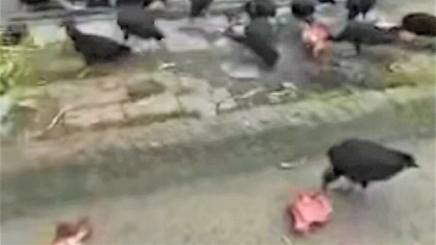 La reacción se dio luego que un motociclista asegurara que encontró varios cráneos de equino . Foto: Cortesía