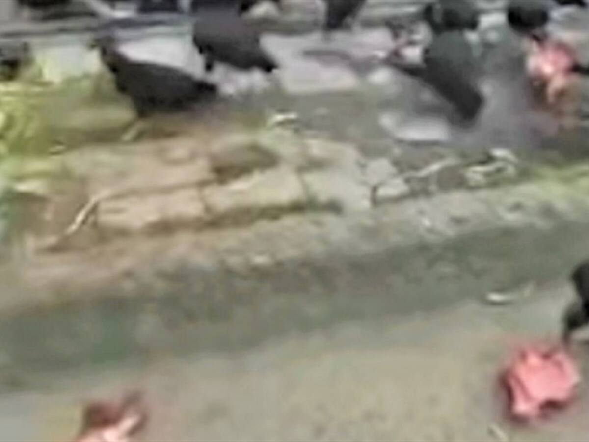Desmienten que en una plaza de mercado se venda carne de caballo en Popayán