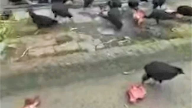 La reacción se dio luego que un motociclista asegurara que encontró varios cráneos de equino . Foto: Cortesía