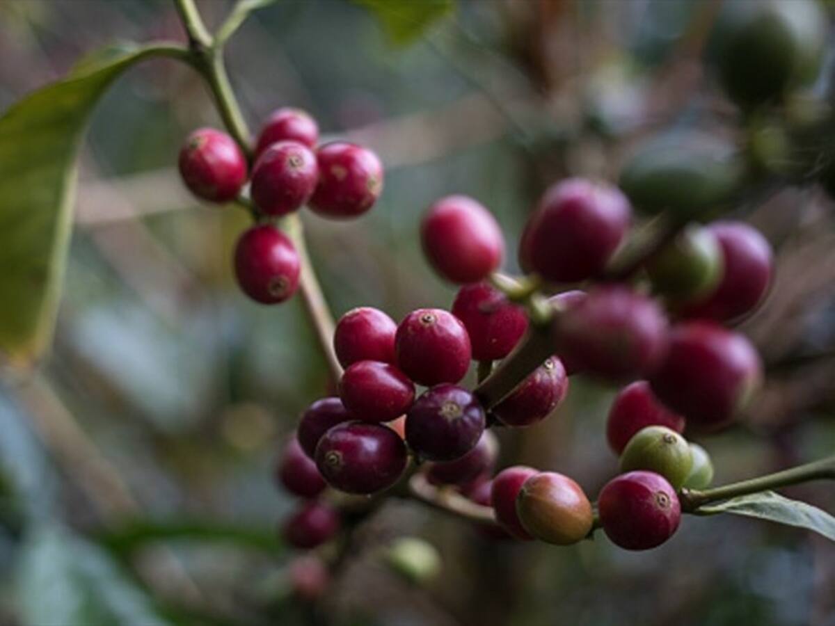 Cafeteros de nuevo hicieron urgente llamado al Gobierno por caída del precio del café