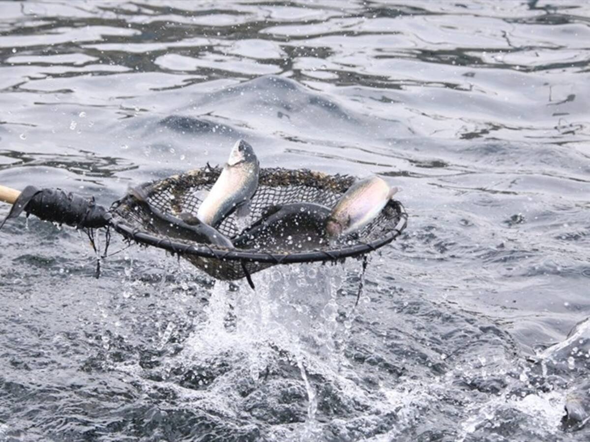 Conozca el proyecto que logra hacer la producción de pescado más ecológica en el Cauca