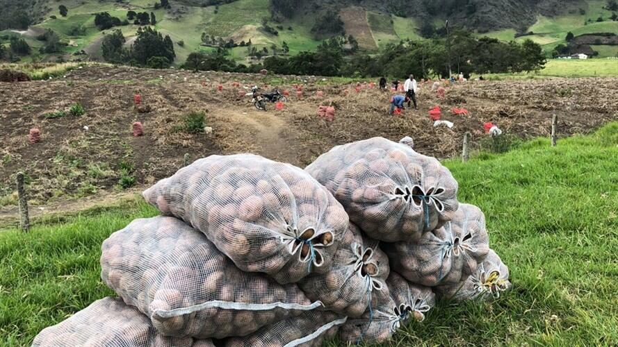 Los productores confirmaron su intensión de movilizarse en medio del Consejo Nacional Papero que se adelantó el nueve de noviembre en Bogotá.. Foto: W