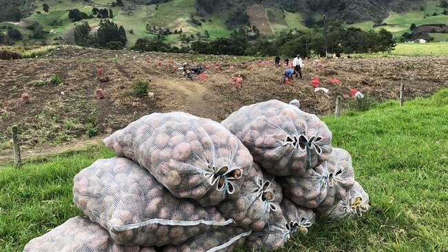 Los productores confirmaron su intensión de movilizarse en medio del Consejo Nacional Papero que se adelantó el nueve de noviembre en Bogotá.. Foto: W