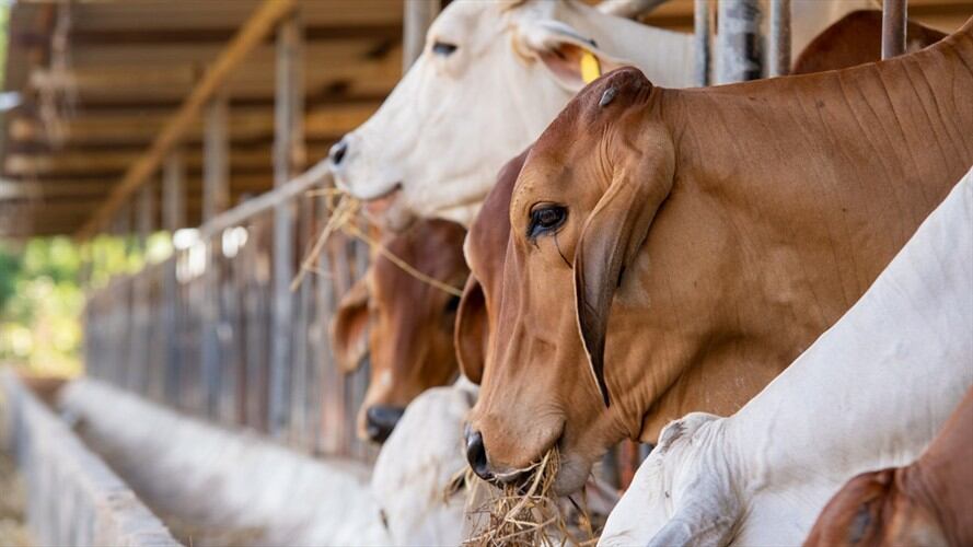 La Contraloría General adelantó una auditoría financiera a Finagro y al Fondo Agropecuario de Garantías (FAG). Foto: Getty Images / VISOOT UTHAIRAM