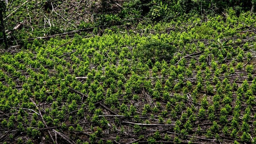 El presidente Iván Duque afirmó que se trata de una política integral que busca reducir el consumo y los cultivos ilícitos. . Foto: Colprensa