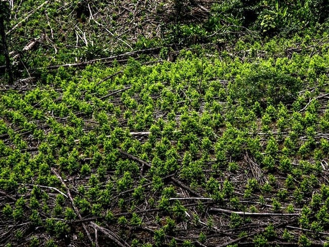 El presidente Iván Duque afirmó que se trata de una política integral que busca reducir el consumo y los cultivos ilícitos. . Foto: Colprensa