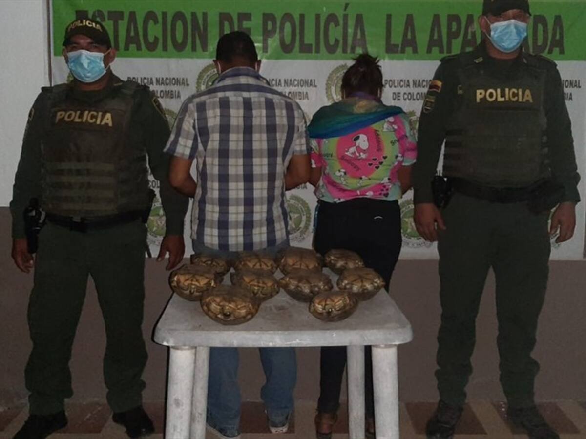 Por traficar 10 hicoteas, Policía captura a una mujer y un hombre en Córdoba