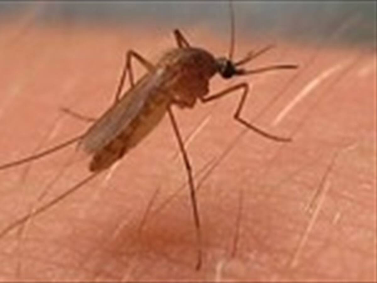 La fiebre del Nilo podría extenderse