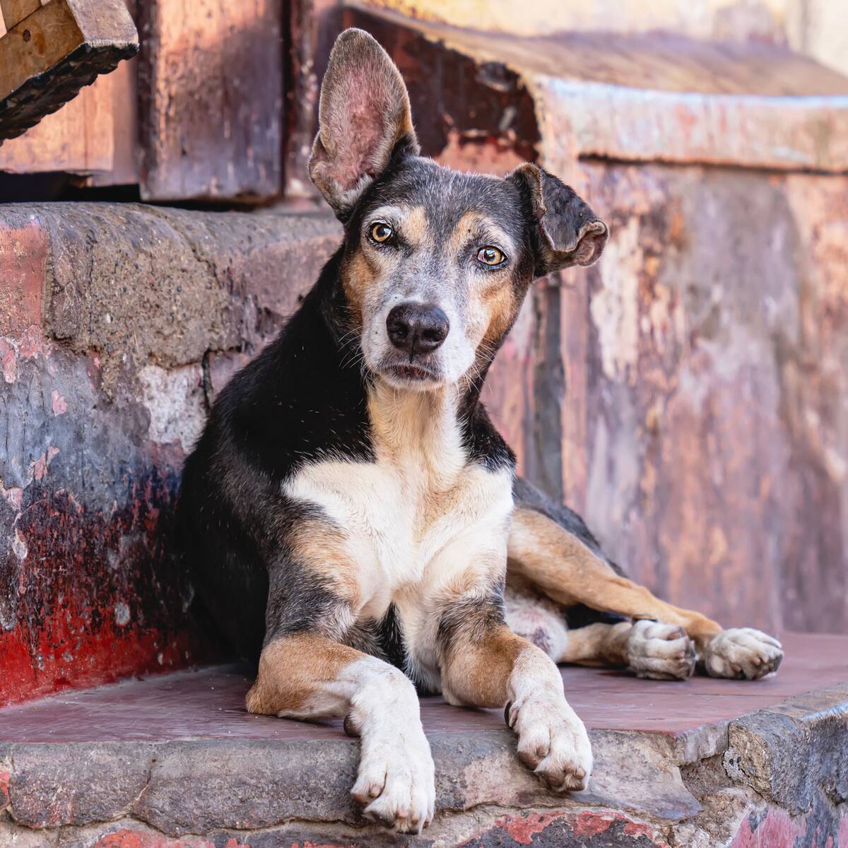 Procuraduría alerta: tras 12 años y más de $40.000 millones no está listo albergue animal en Bogotá
