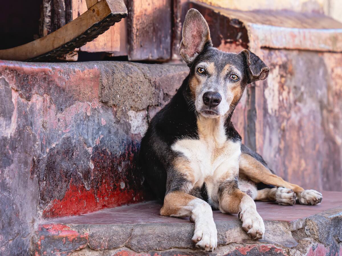 Procuraduría alerta: tras 12 años y más de $40.000 millones no está listo albergue animal en Bogotá