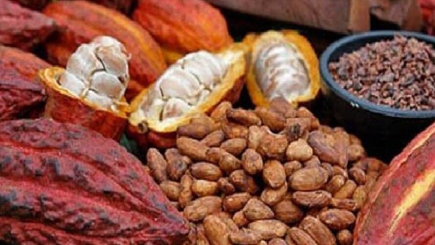 San Vicente de Chucurí es el municipio que más produce cacao en Colombia. . Foto:Tomada de SanVicentedeChucurí.com