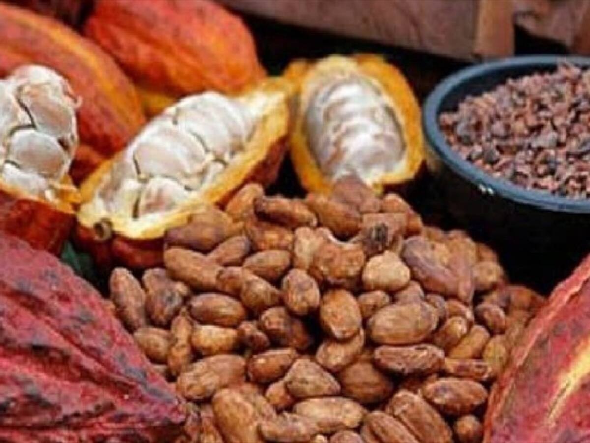 Se activa la economía del cacao en Santander tras reconocimiento mundial