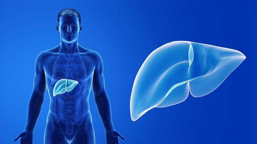 Investigadores crean técnica para producir hígados humanos en laboratorios . Foto: Getty Images