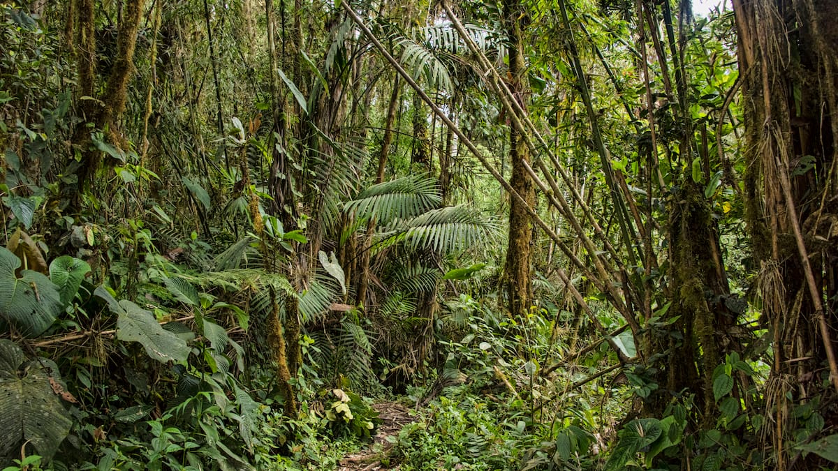 Corte suspende todo trámite de licencias mineras en macroterritorio indígena de la Amazonía
