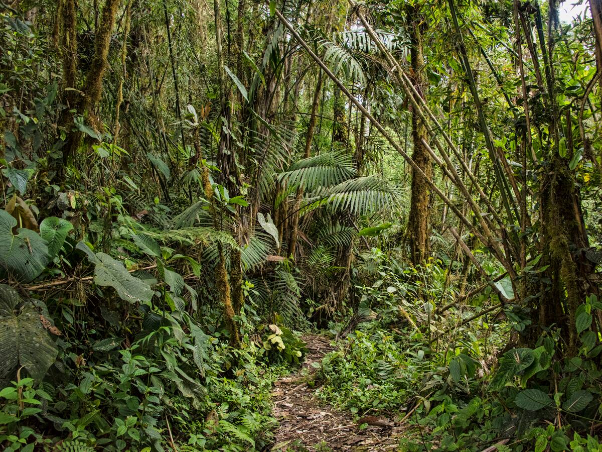 Corte suspende todo trámite de licencias mineras en macroterritorio indígena de la Amazonía