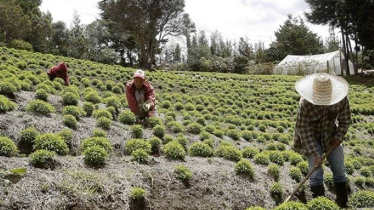 La ADR invertirá 15 mil millones de pesos en trece proyectos del campo colombiano