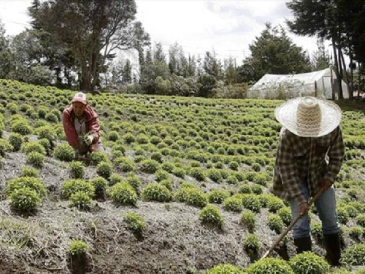 La ADR invertirá 15 mil millones de pesos en trece proyectos del campo colombiano