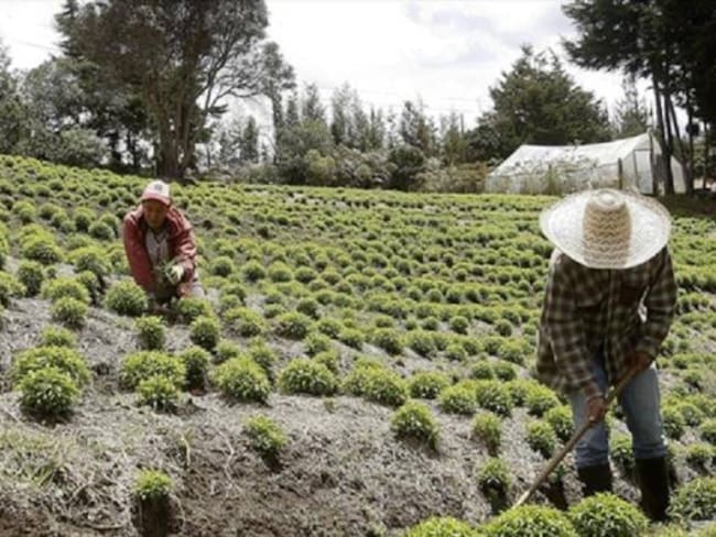 La ADR invertirá 15 mil millones de pesos en trece proyectos del campo colombiano