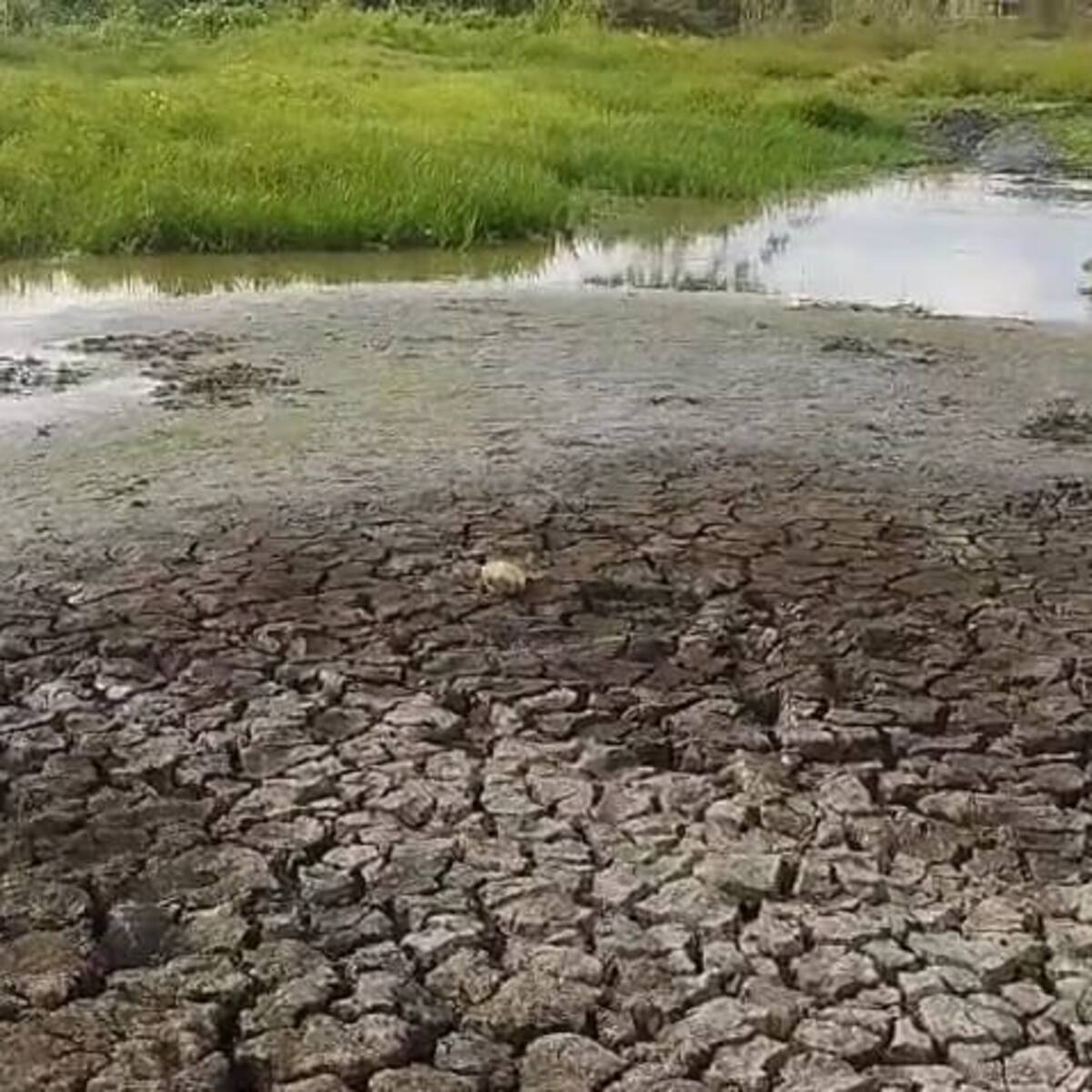 Comunidades alertan por intensa sequía en zona rural de Montería: exigen soluciones