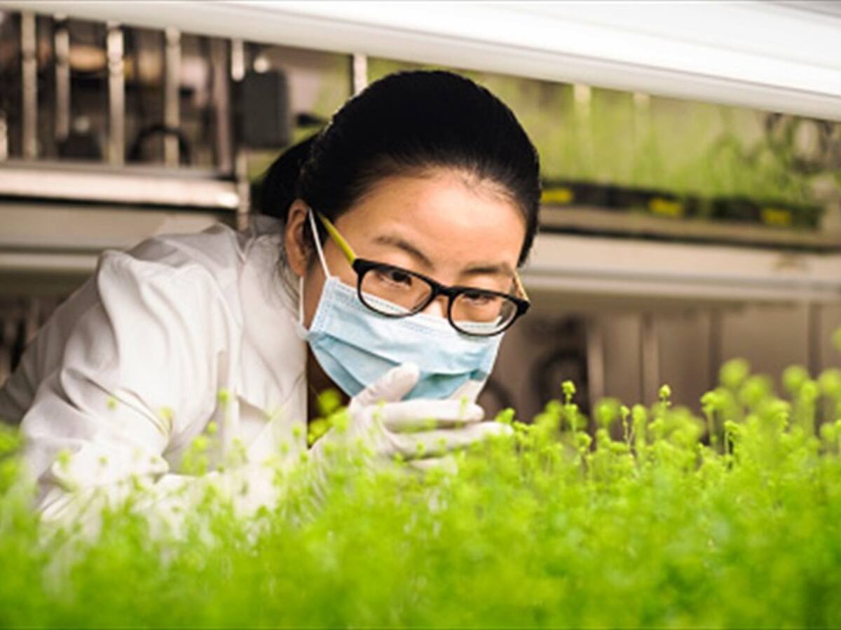 Así funciona la tecnología que genera electricidad en las plantas