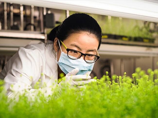 Electricidad en las plantas . Foto: Getty Images