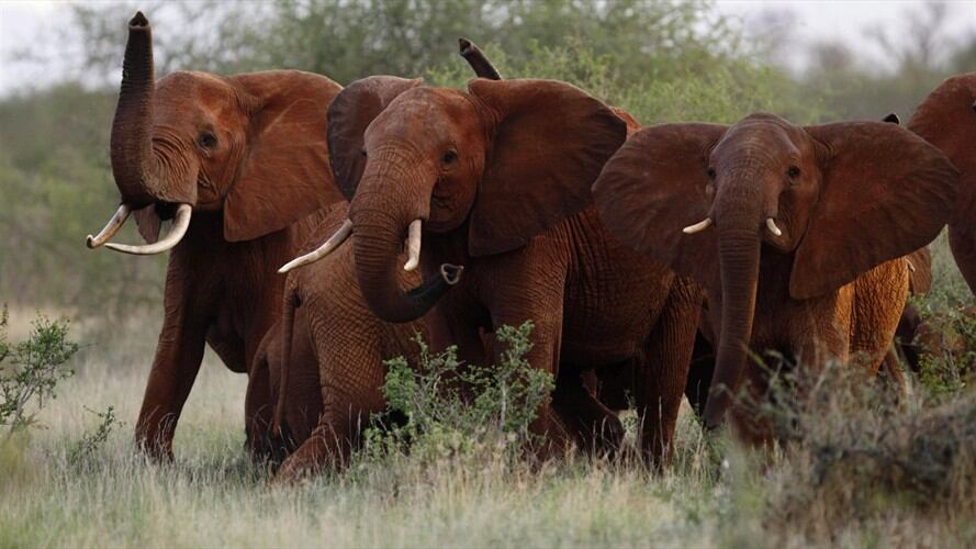 Elefantes en el parque nacional Tsavo East, en Kenia. . Foto: Associated Press - AP