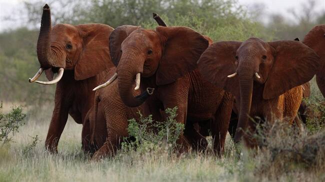 Elefantes en el parque nacional Tsavo East, en Kenia. . Foto: Associated Press - AP