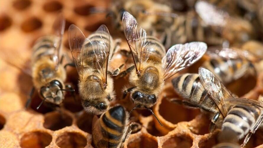 Las autoridades pidieron a la comunidad reportar la presencia de enjambres y no tocar o espantar dichos insectos. . Foto: Getty Images