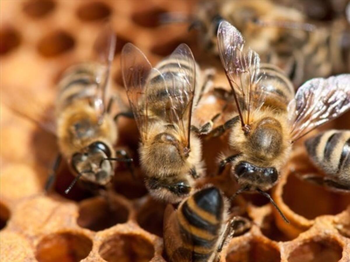 Un bebé, una mujer y cinco estudiantes afectados por ataque de abejas en Puerto Boyacá