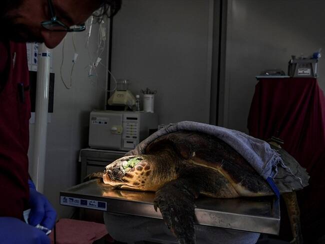 El peligroso viaje de las tortugas de mar nacidas en las costas griegas. Foto: Agencia AFP