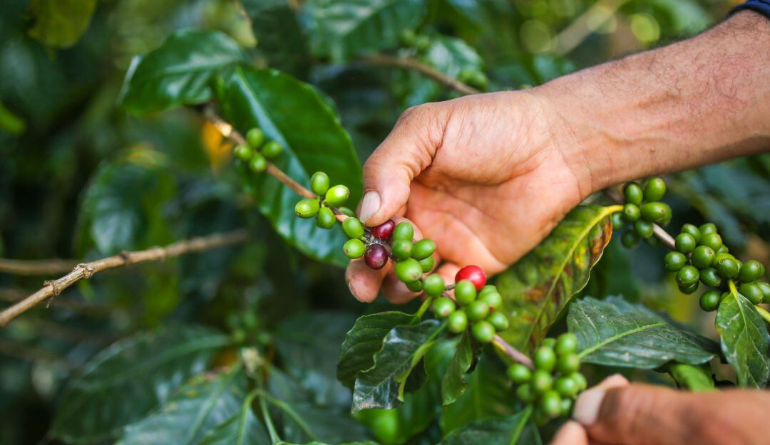 Café colombiano. Foto: Getty Images.